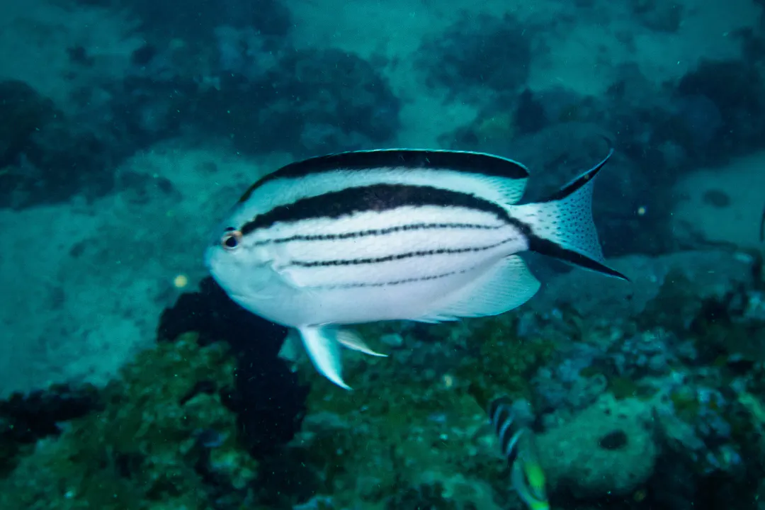Lamarck's Angelfish (Genicanthus lamarck)
