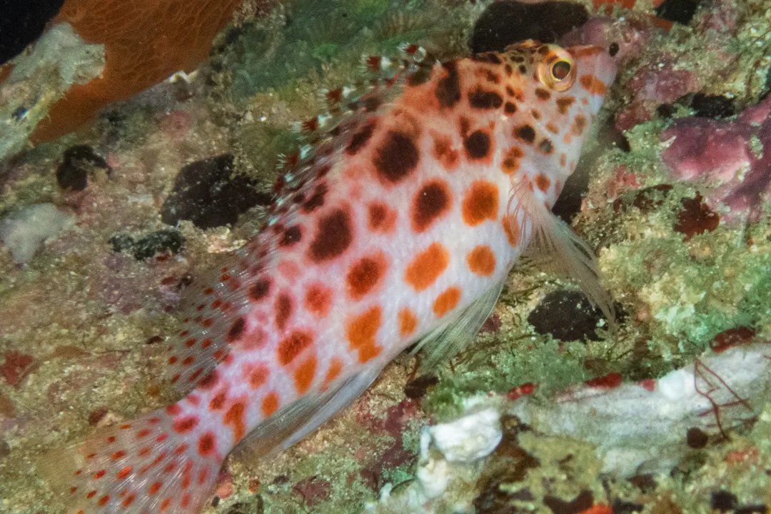 Pixy Hawkfish (ligth) (Cirrhitichthys oxycephalus)