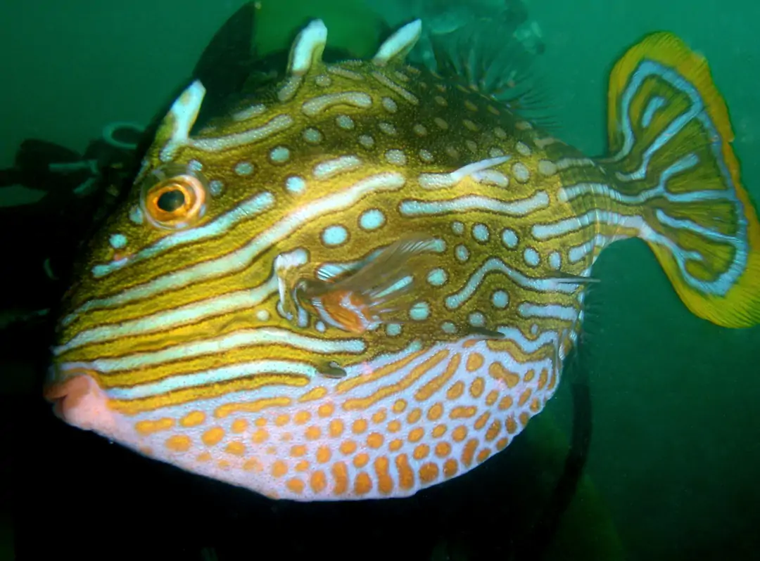 Seabook: Shaw's Cowfish (male teen)