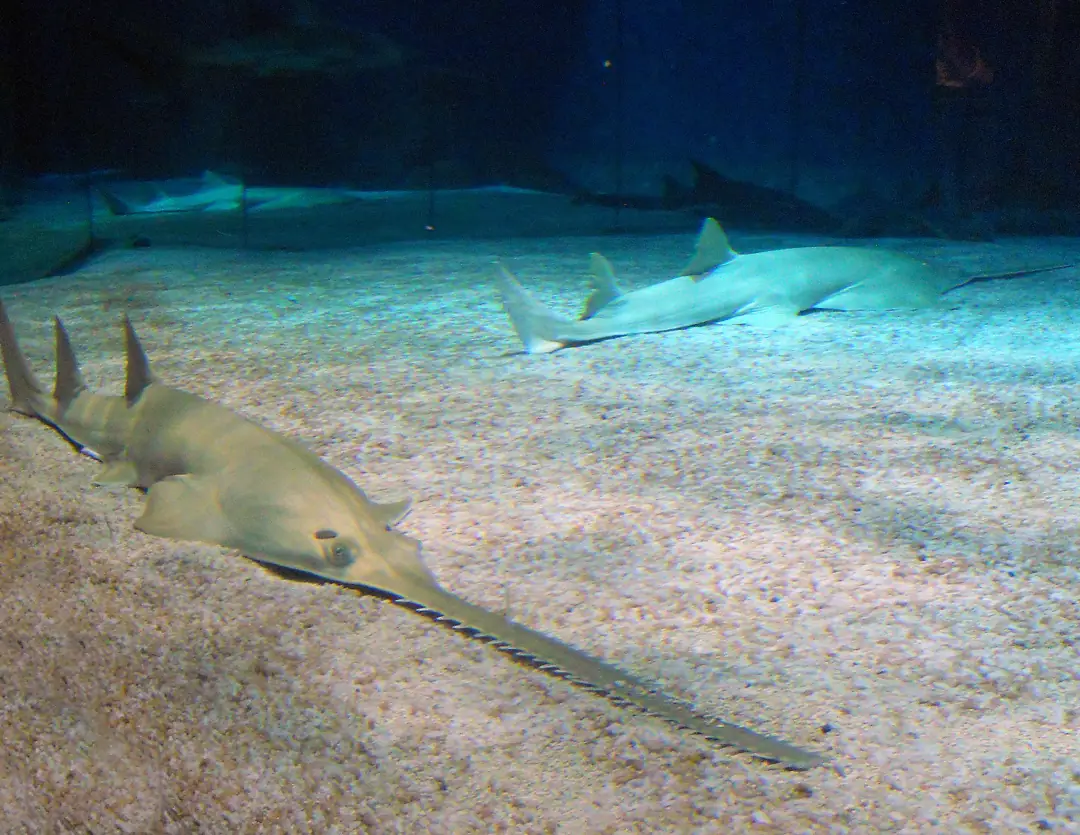 Seabook: Green Sawfish