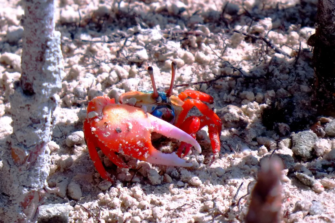 Tetragonal Fiddler Crab (Gelasimus tetragonon)
