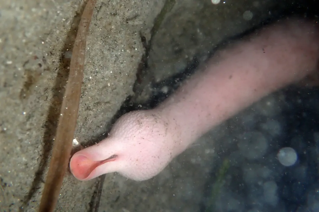 Fat Innkeeper Worm