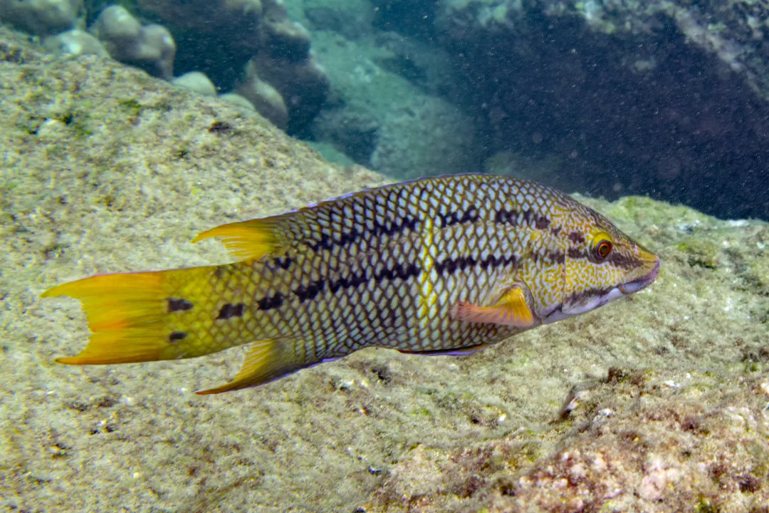 Mexican Hogfish (Bodianus diplotaenia)