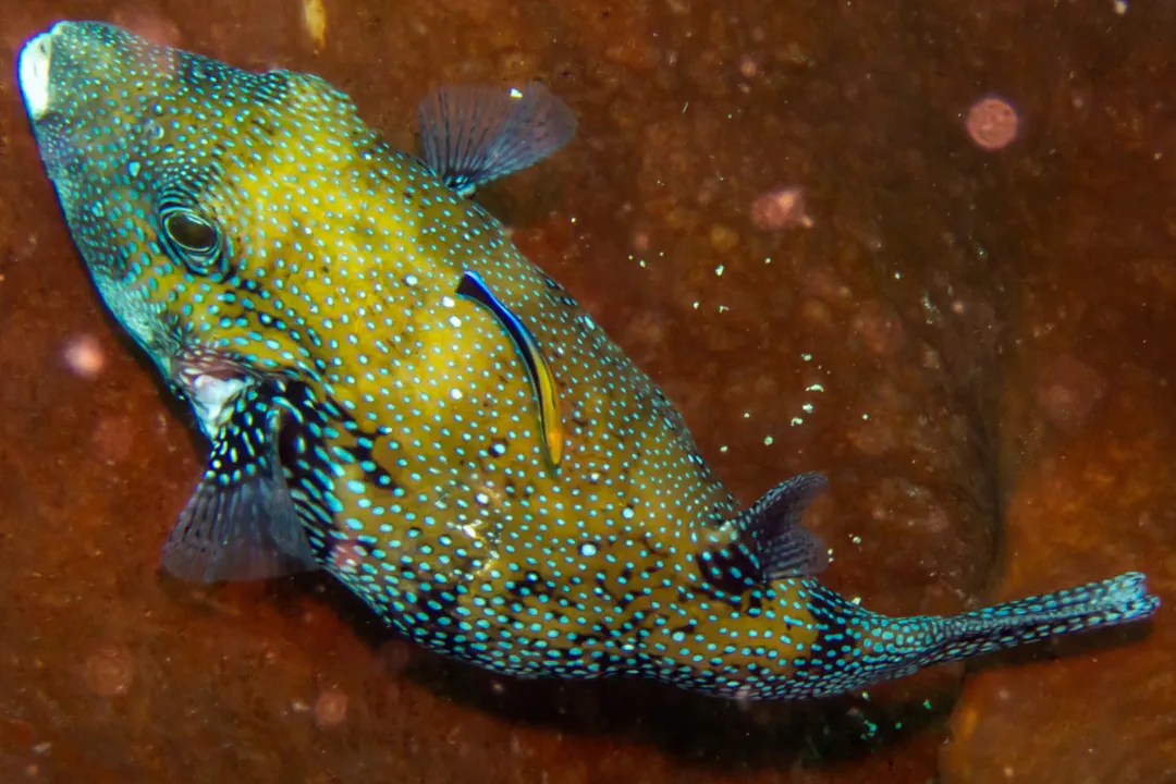 Bluespotted Puffer (yellow) (Arothron caeruleopunctatus)