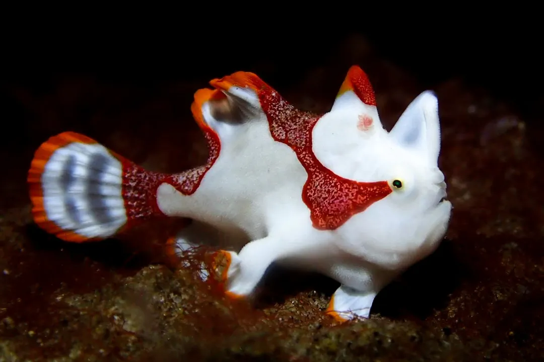 Warty Frogfish (juvenile) (Antennarius maculatus)