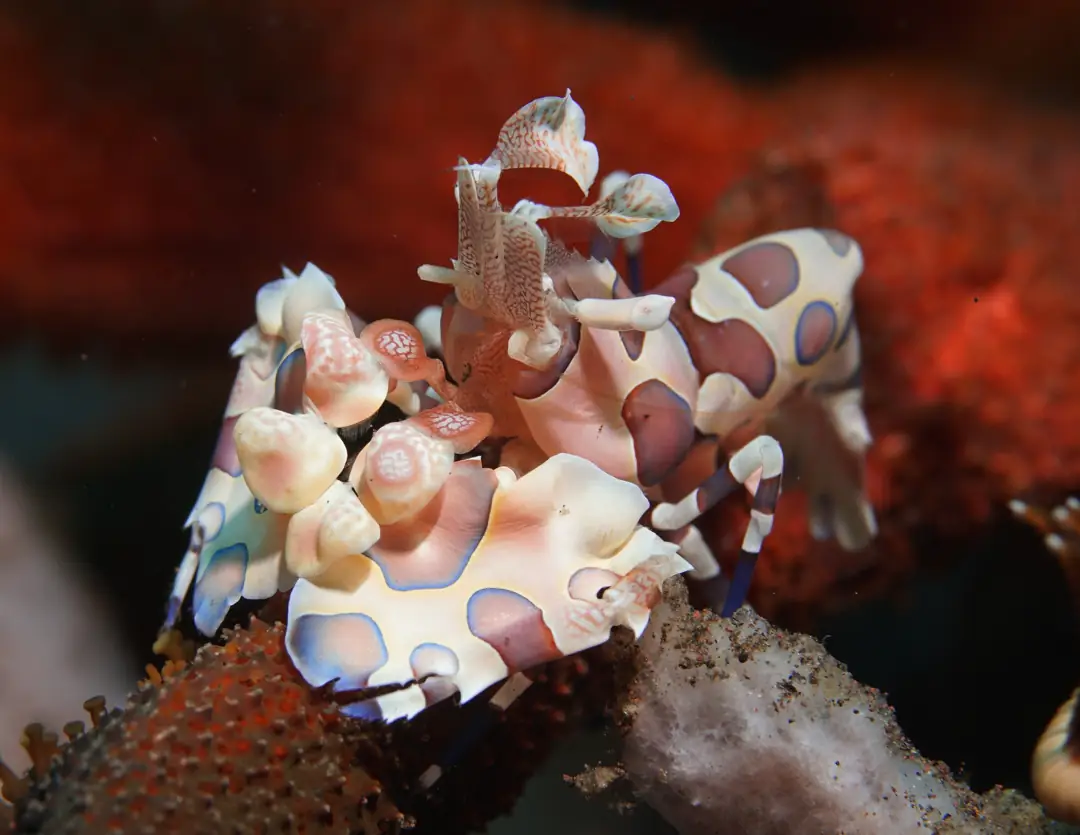 Harlequin Shrimp (Hymenocera picta)