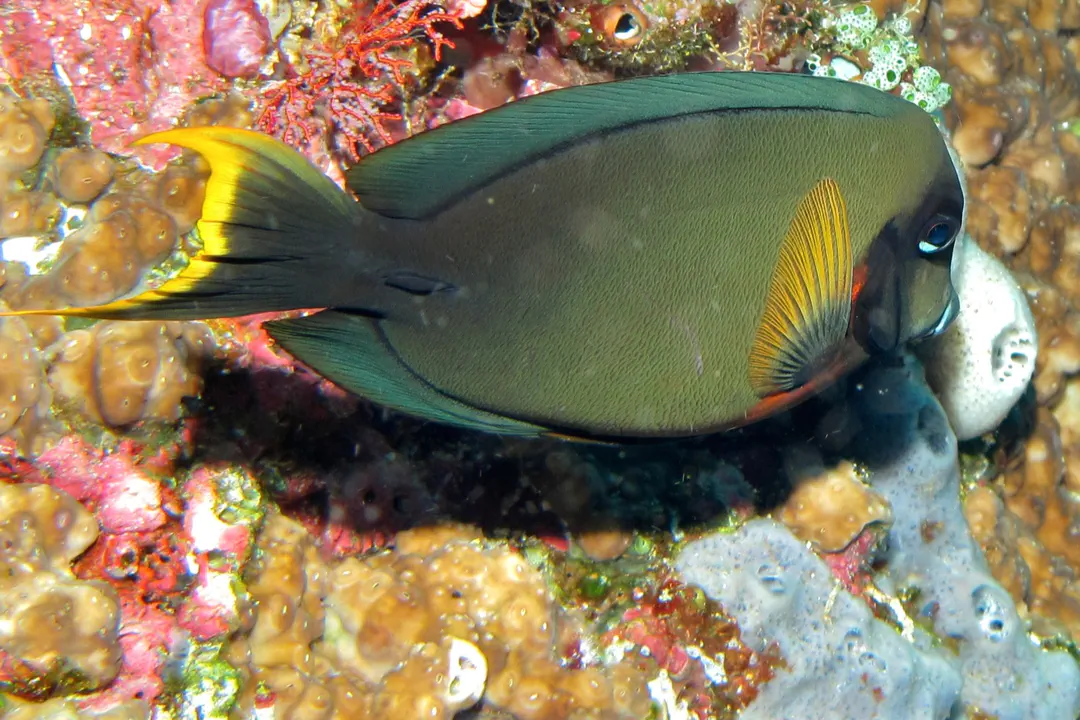 Chocolate Surgeonfish