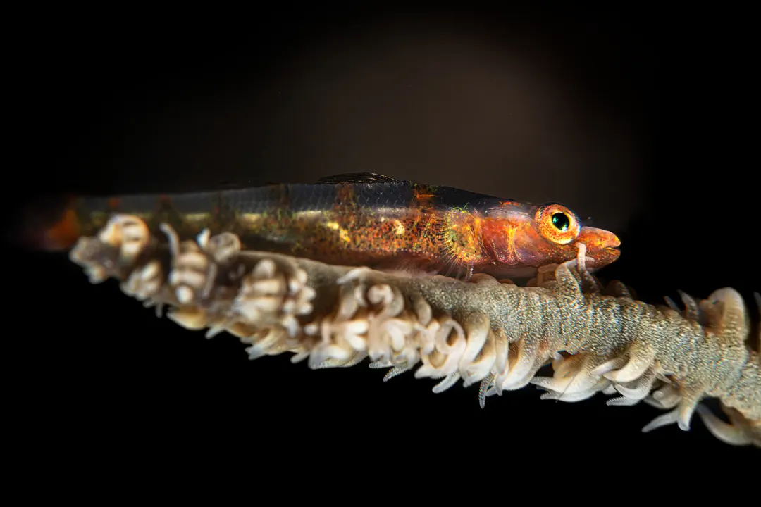 Large Whip Goby (Bryaninops amplus)