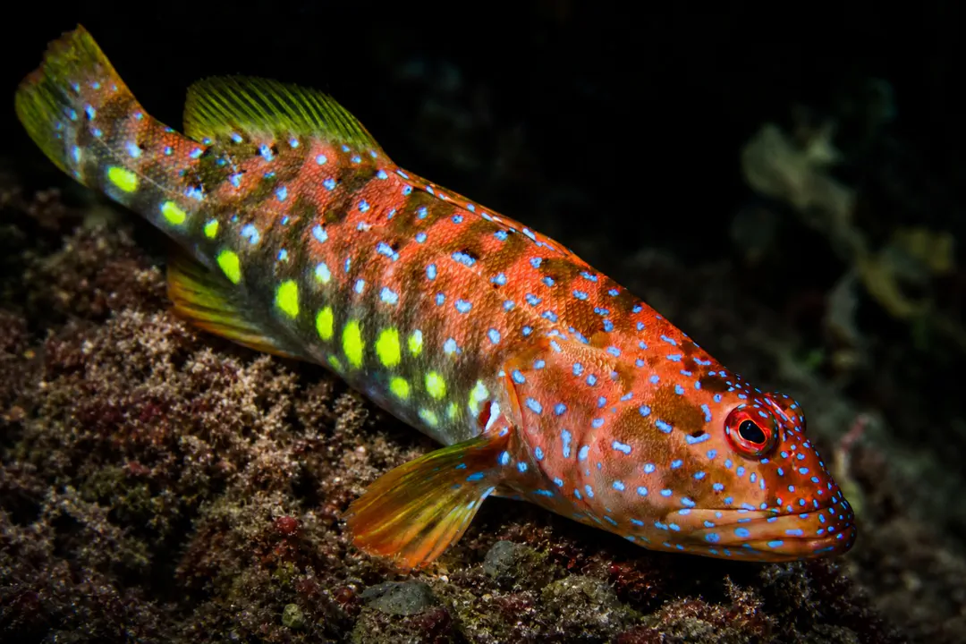 Harlequin Fish