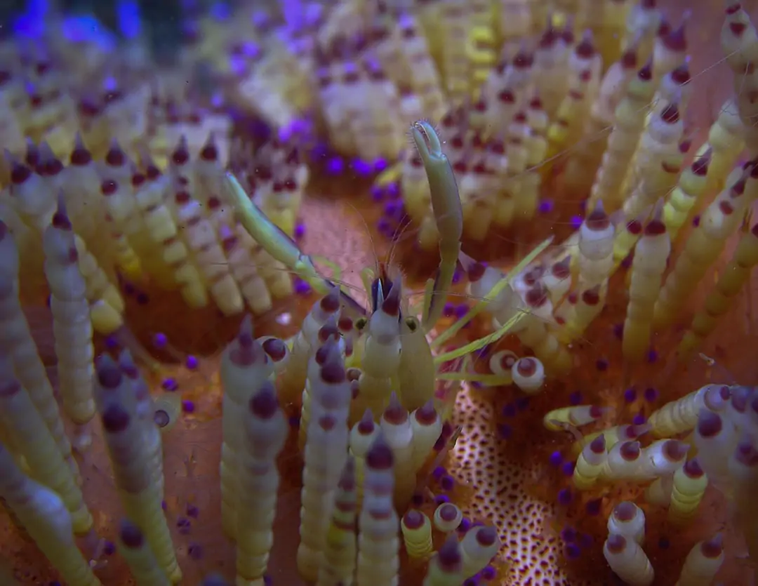 Seabook: Brock's Urchin Shrimp