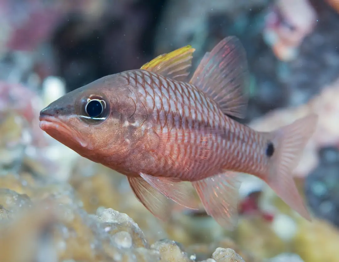 Seabook: Iridescent Cardinalfish