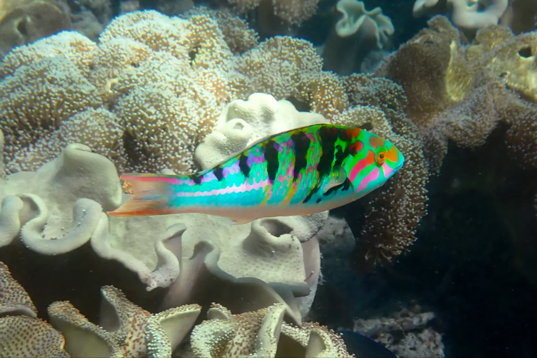 Sixbar Wrasse (Thalassoma hardwicke)