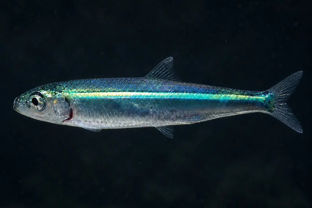 Blue Sprat (Spratelloides robustus)