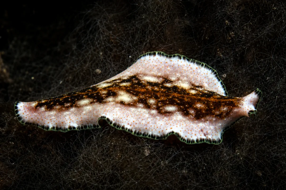 Thinspotted Flatworm (Pseudoceros leptostictus)
