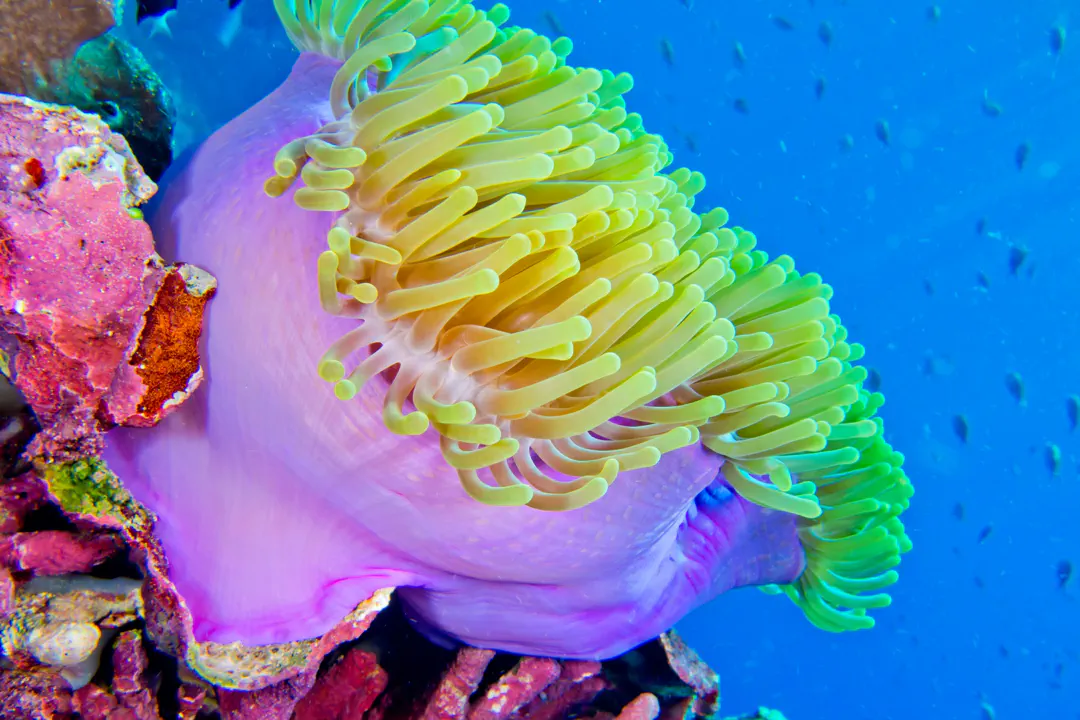 Magnificent Sea Anemone