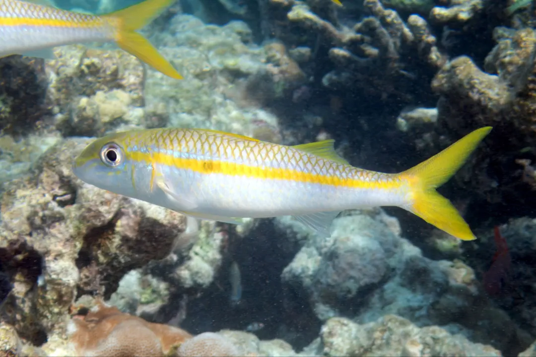 Yellowstripe Goatfish (Mulloidichthys flavolineatus)