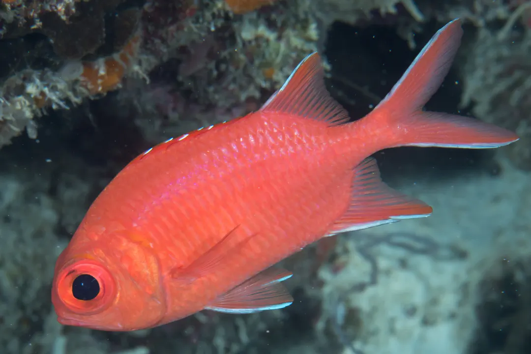 Whitetip Soldierfish (Myripristis vittata)