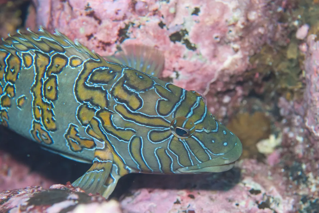 Giant Hawkfish