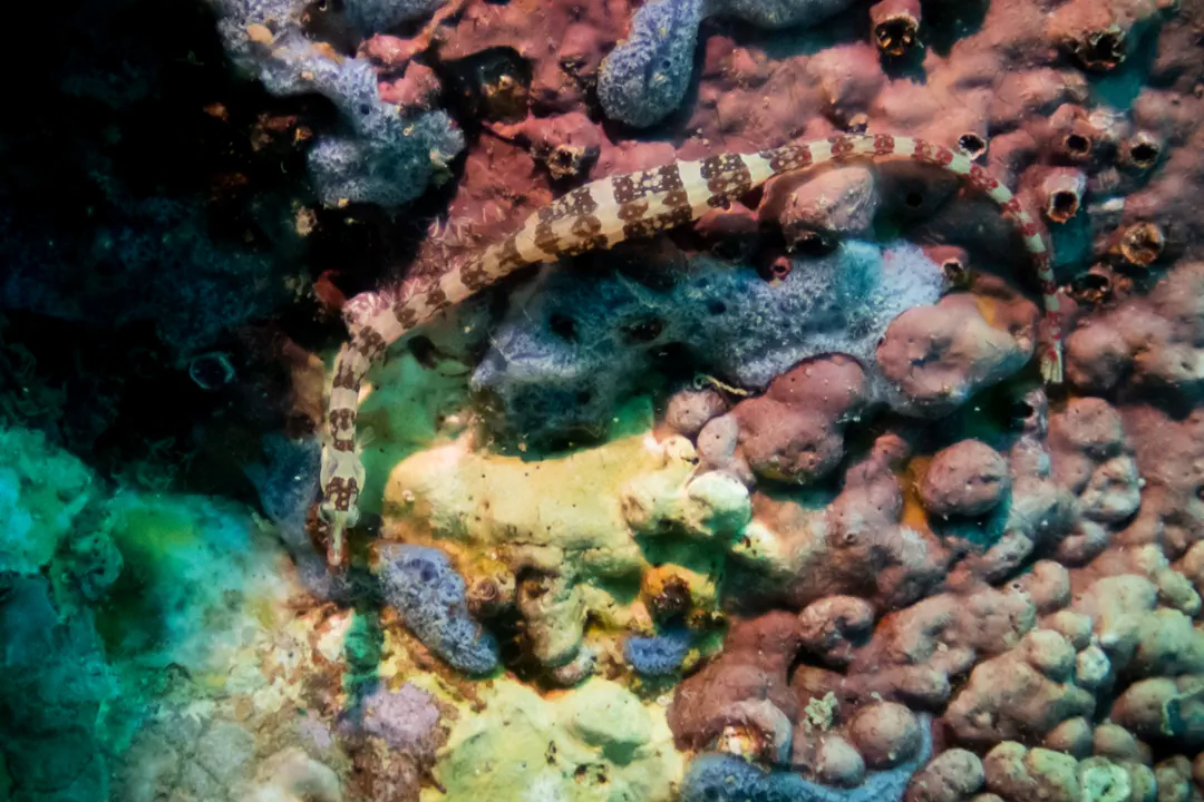 Redbanded Pipefish (Corythoichthys amplexus)