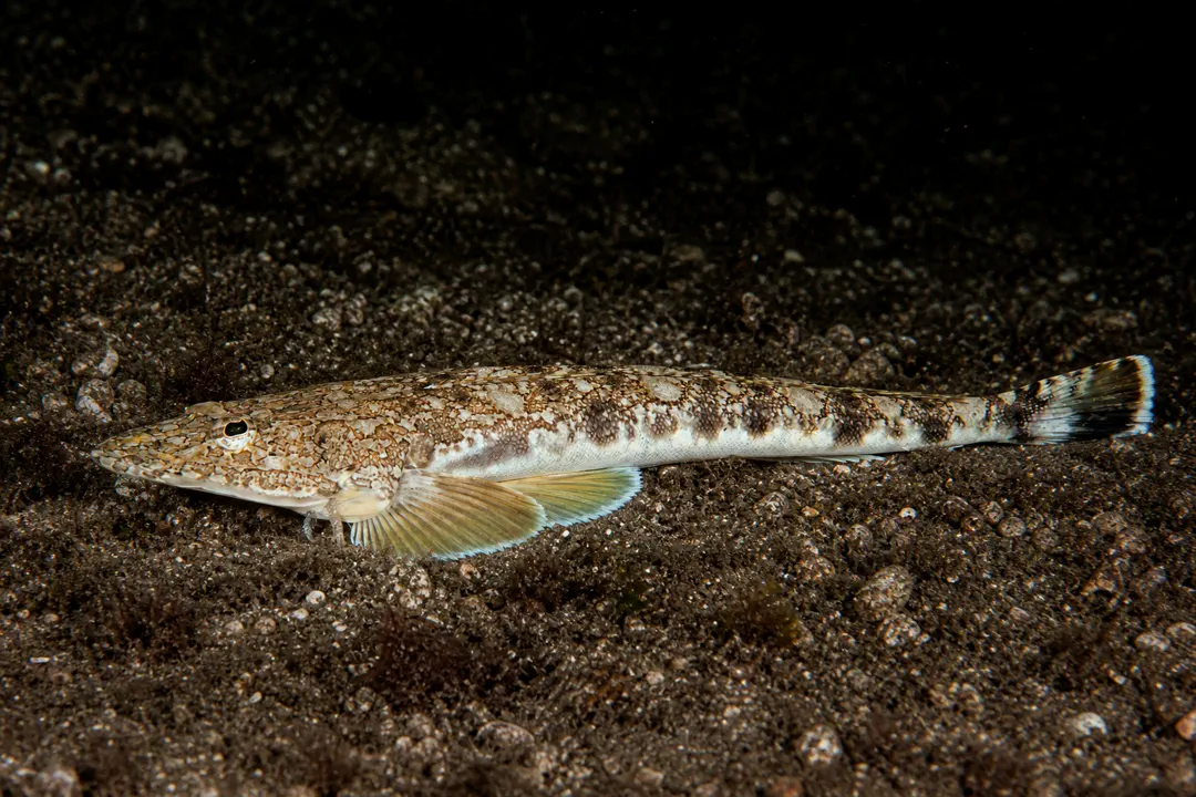 Marbled Flathead (Platycephalus marmoratus)