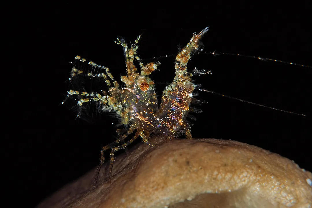 Inshore Hairy Shrimp (Neostylodactylus litoralis)
