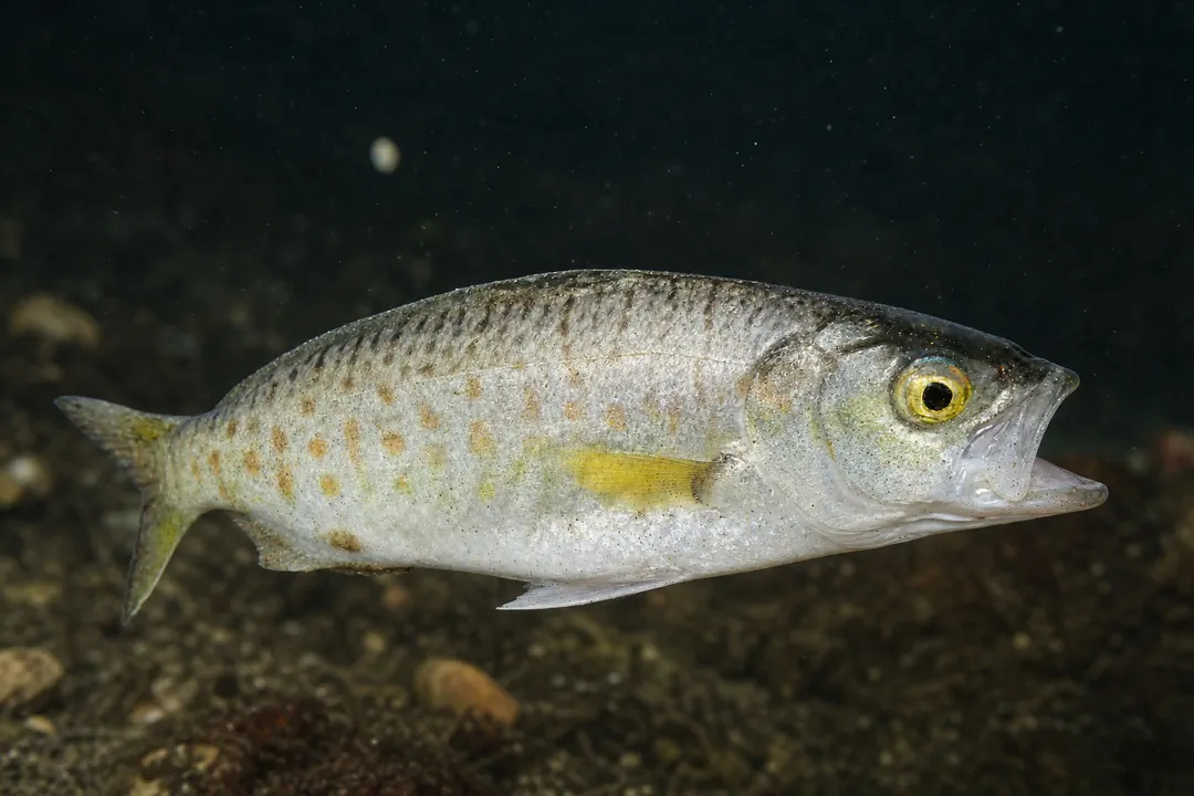 Western Australian Salmon (Arripis truttaceus)