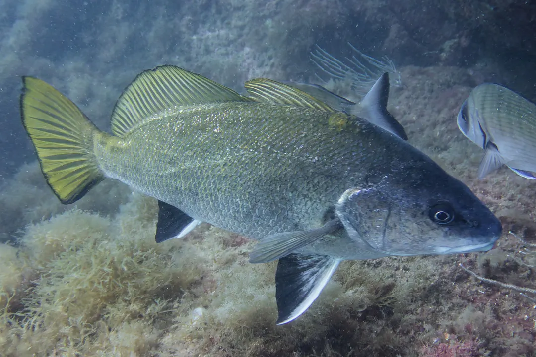 Brown Meagre (Sciaena umbra)