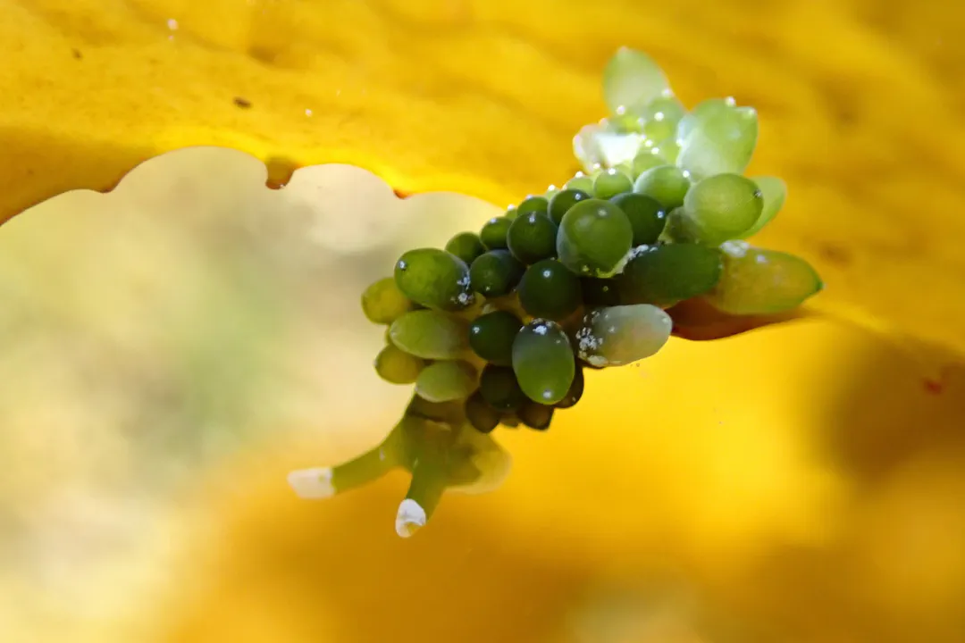 Sacoproteus Smaragdinus