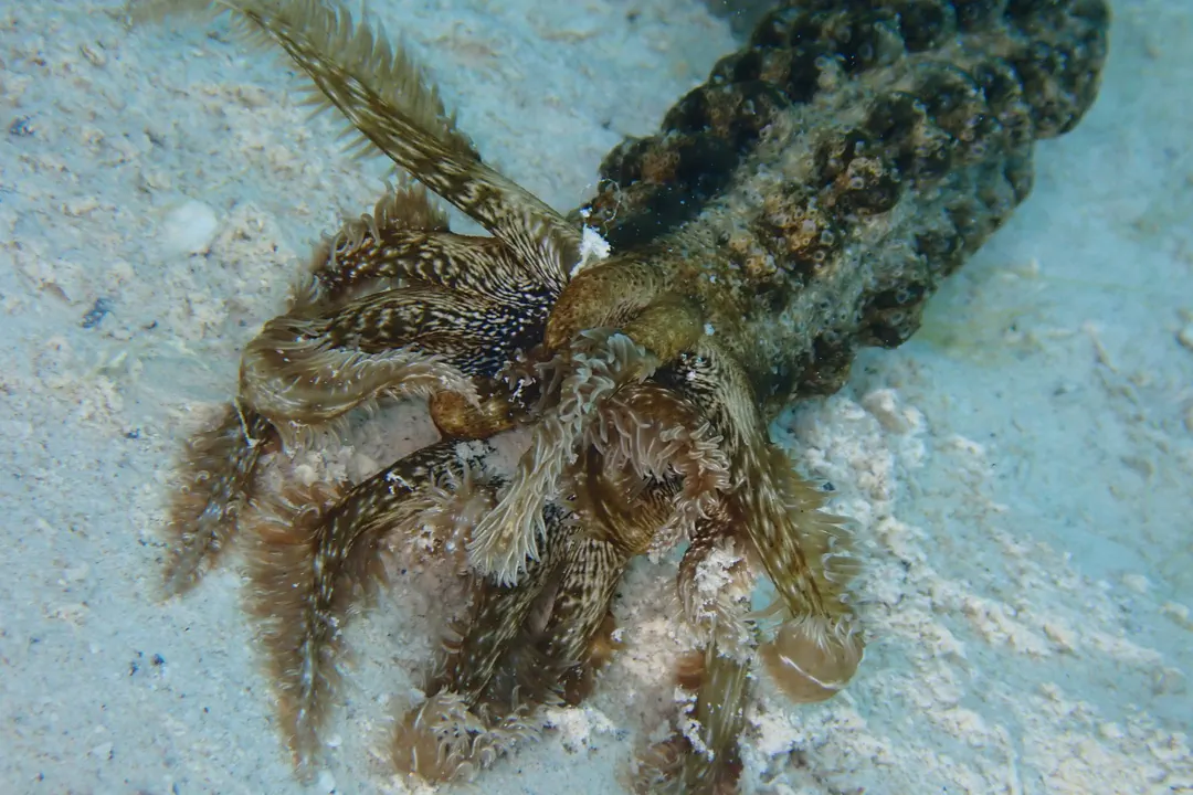 Snake Sea Cucumber (Synapta maculata)