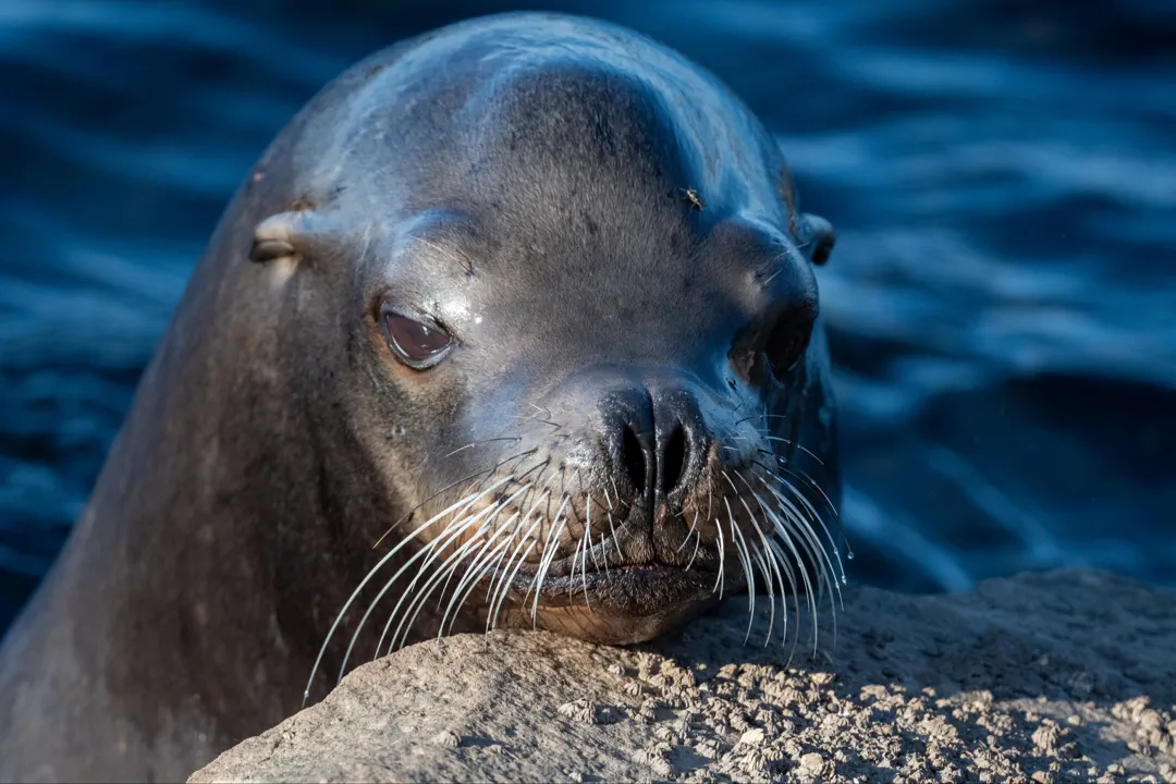 California Sea Lion (Zalophus californianus)
