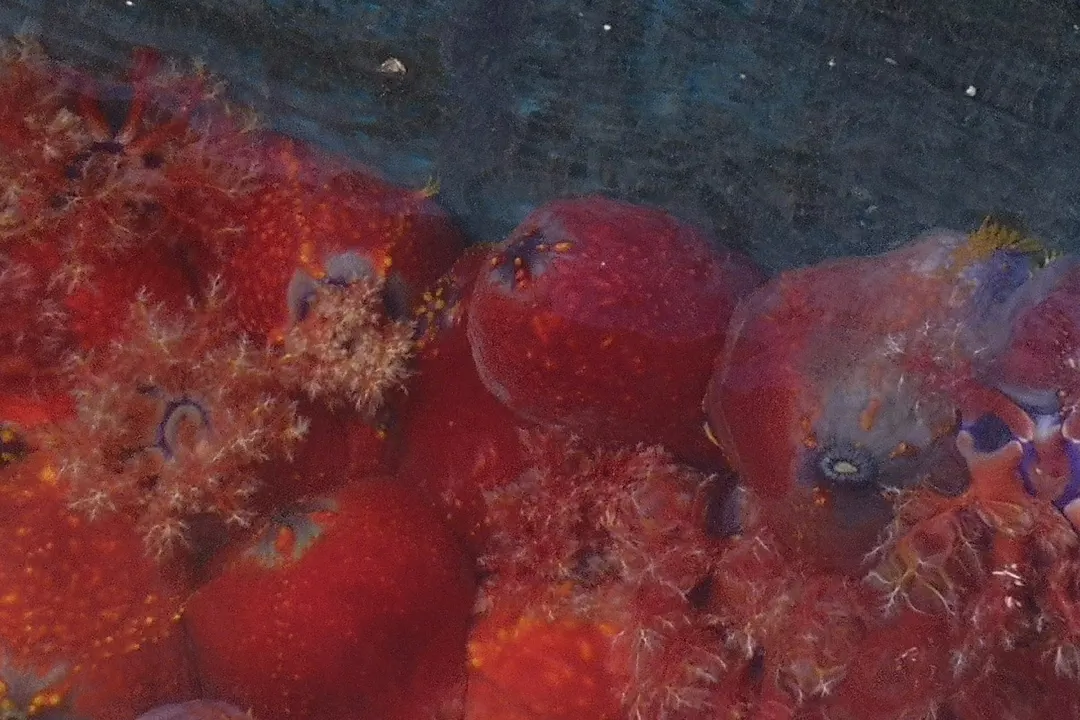 Violet Sea Apple (red) (Pseudocolochirus violaceus)