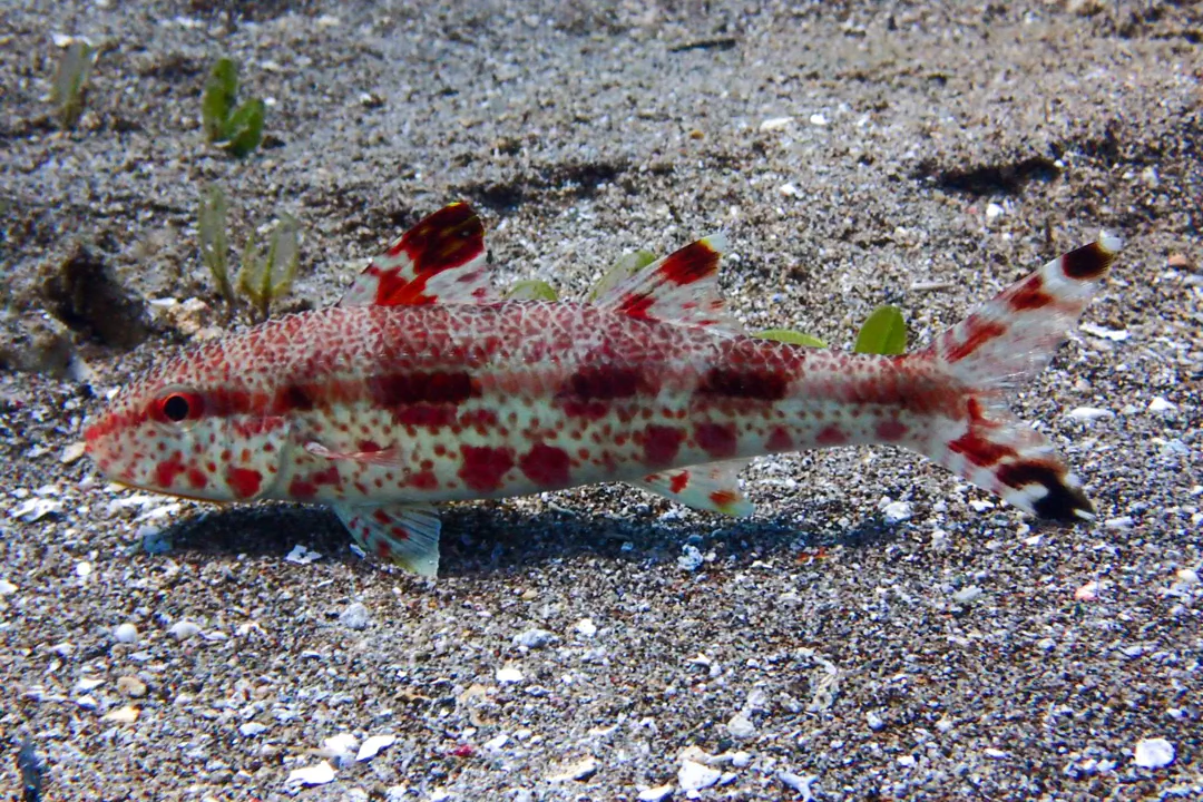 Freckled Goatfish