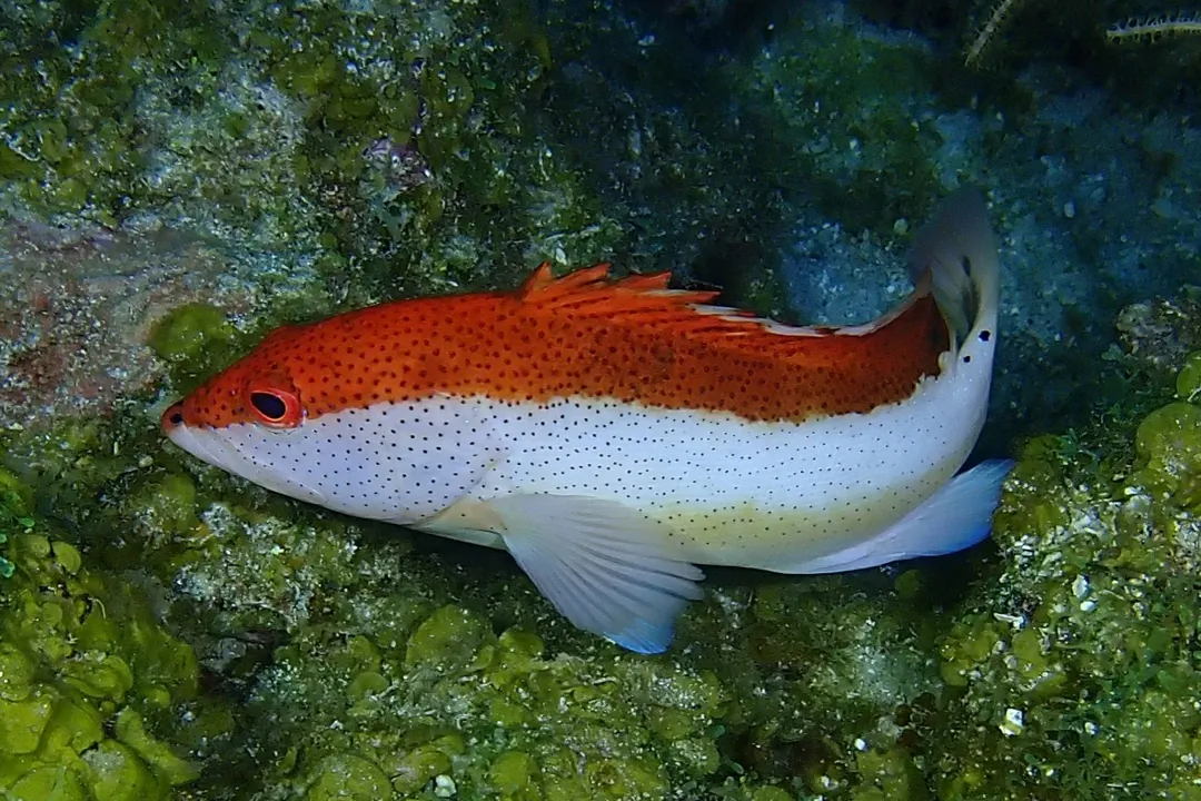 Coney (juvenile) (Cephalopholis fulva)