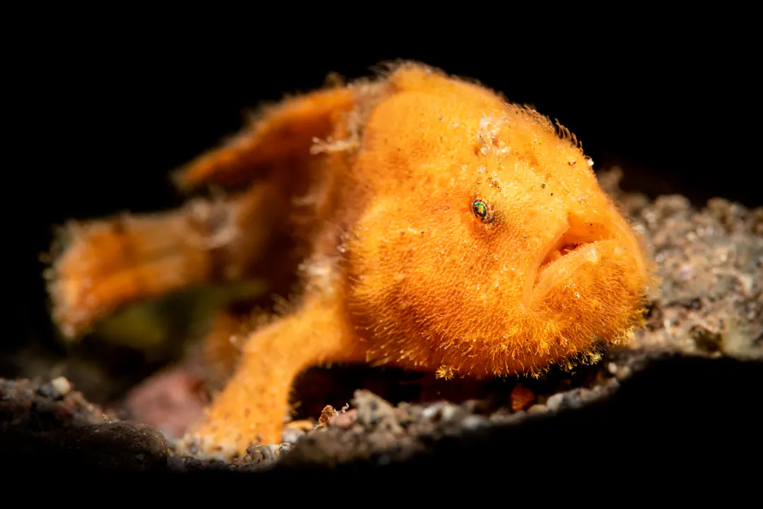 Shaggy Frogfish (juvenile) (Antennarius hispidus)