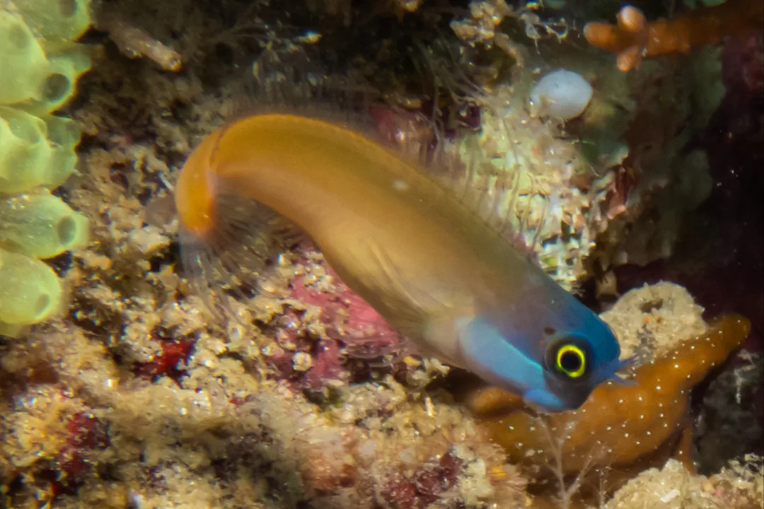 Eye-spot Blenny