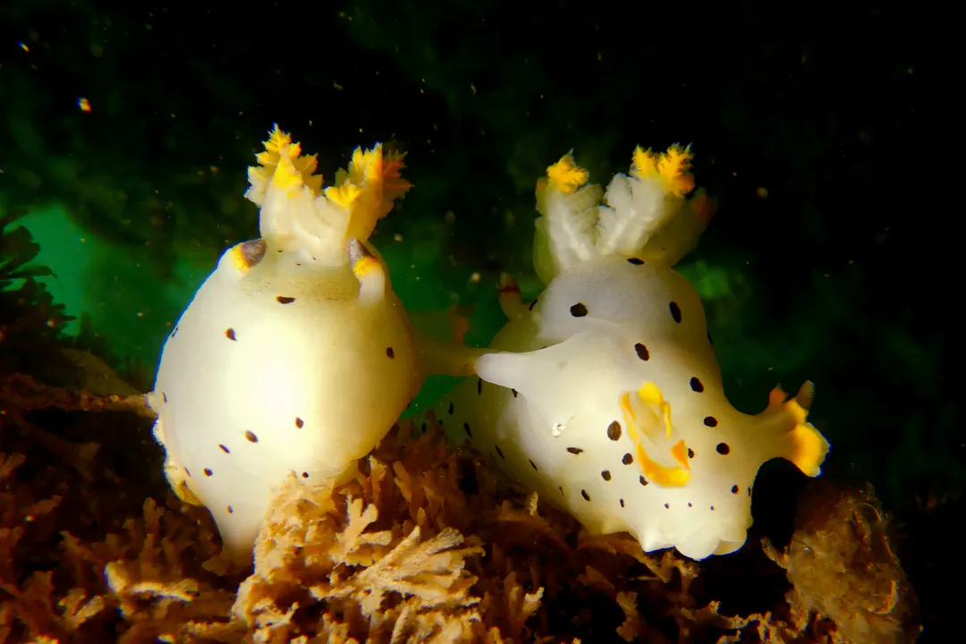 Dalmatian sea slug