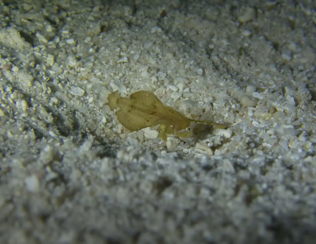 Seabook: Peacock Razorfish (fry)