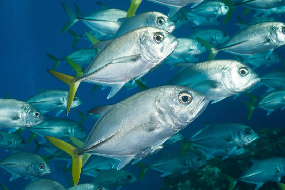 Horse-eye Jack (Caranx latus)