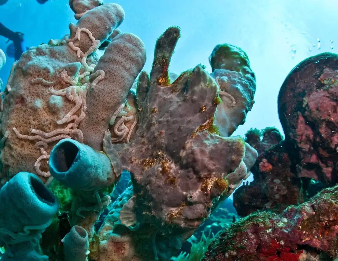 Seabook: Giant Frogfish (brown)