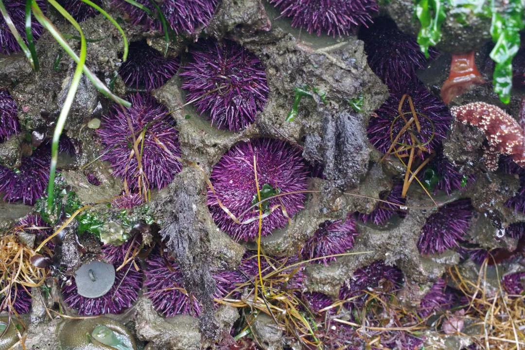 Pacific Purple Sea Urchin