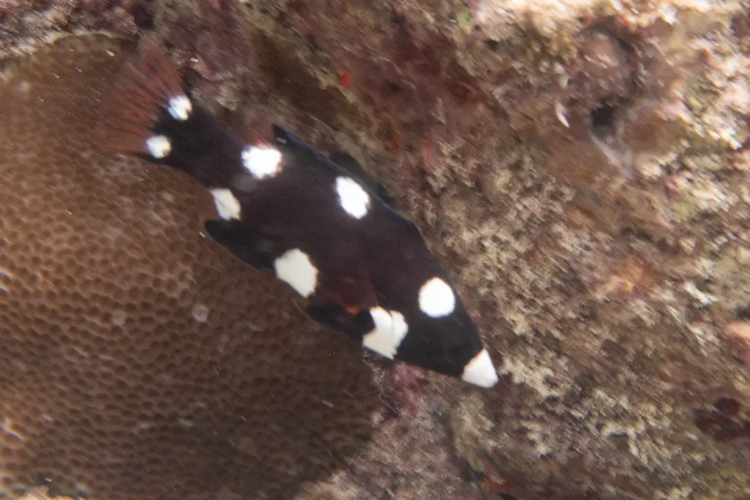 Axilspot Hogfish (juvenile)