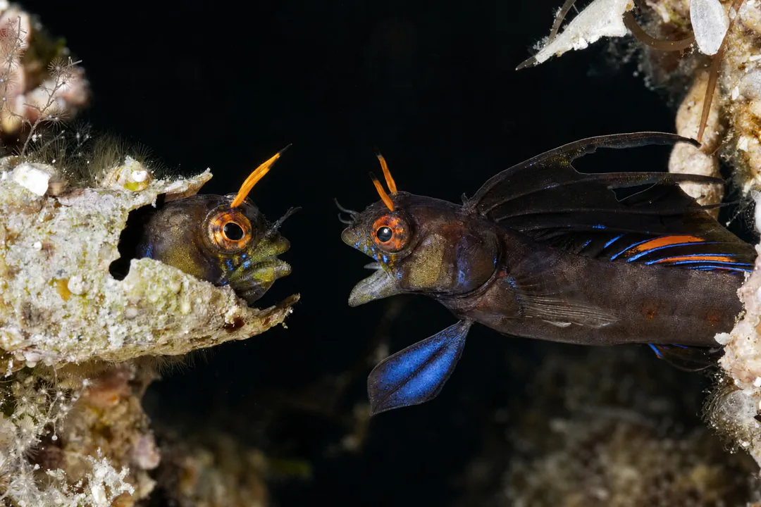 Emblemaria hypacanthus
