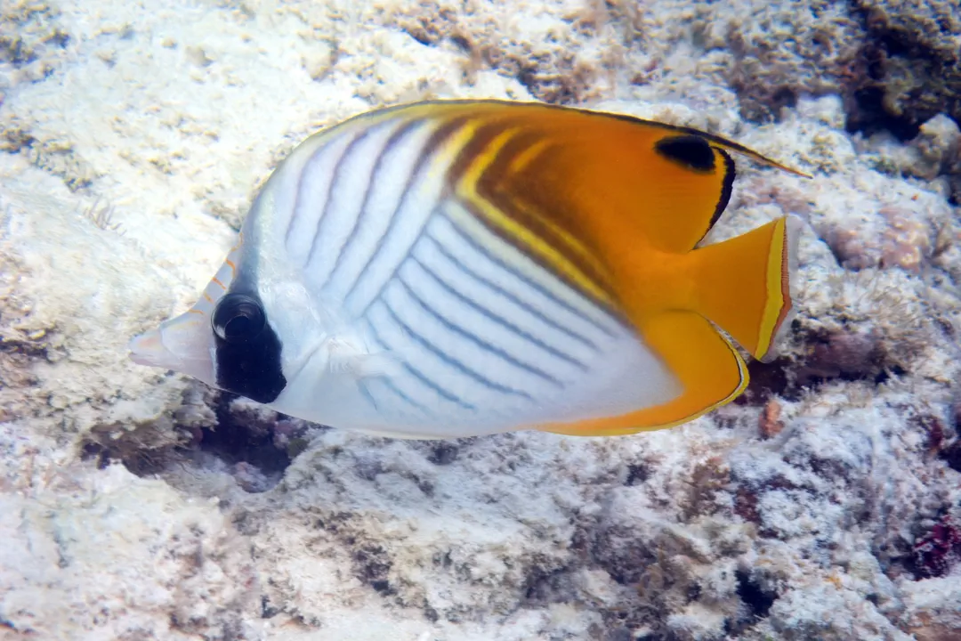 Threadfin Butterflyfish