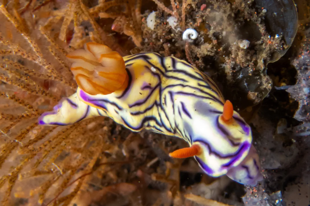 Zephyr Hypselodoris (Hypselodoris zephyra)