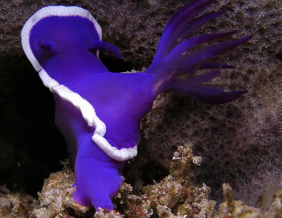 Seabook: Hypselodoris violacea