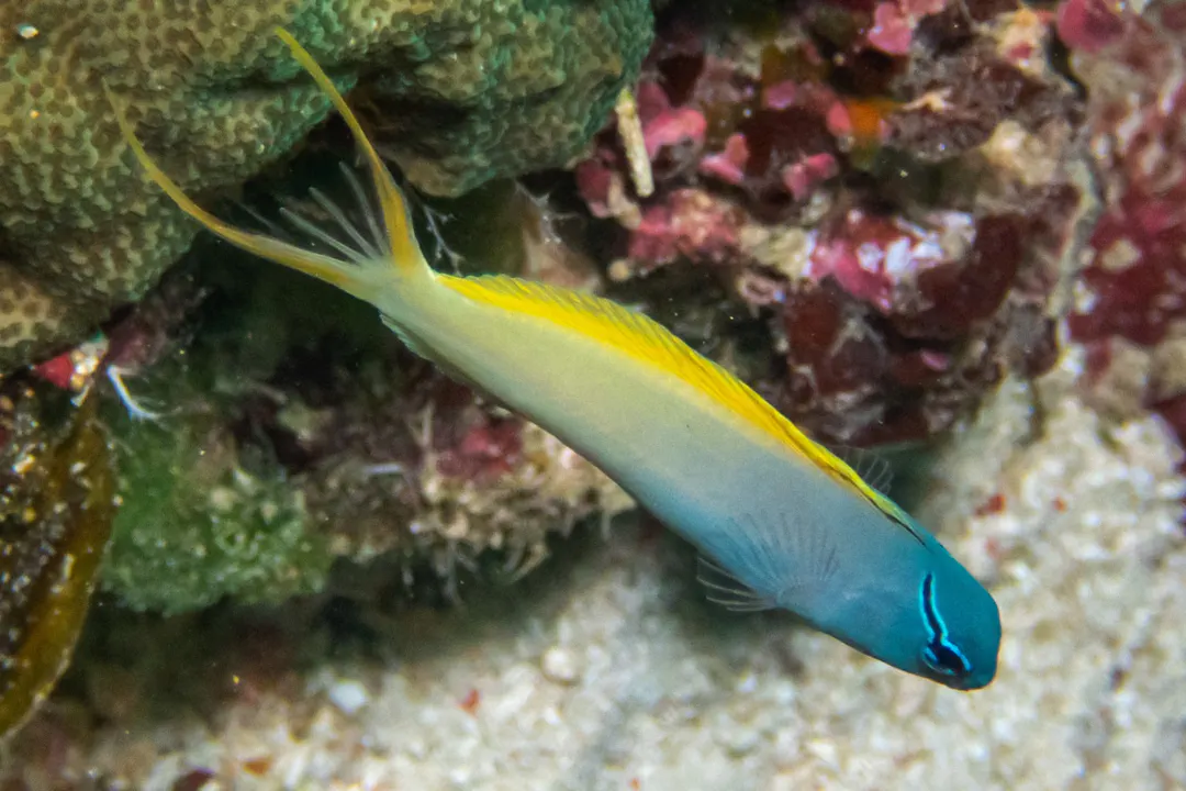 Yellowtail Fangblenny (Meiacanthus atrodorsalis)