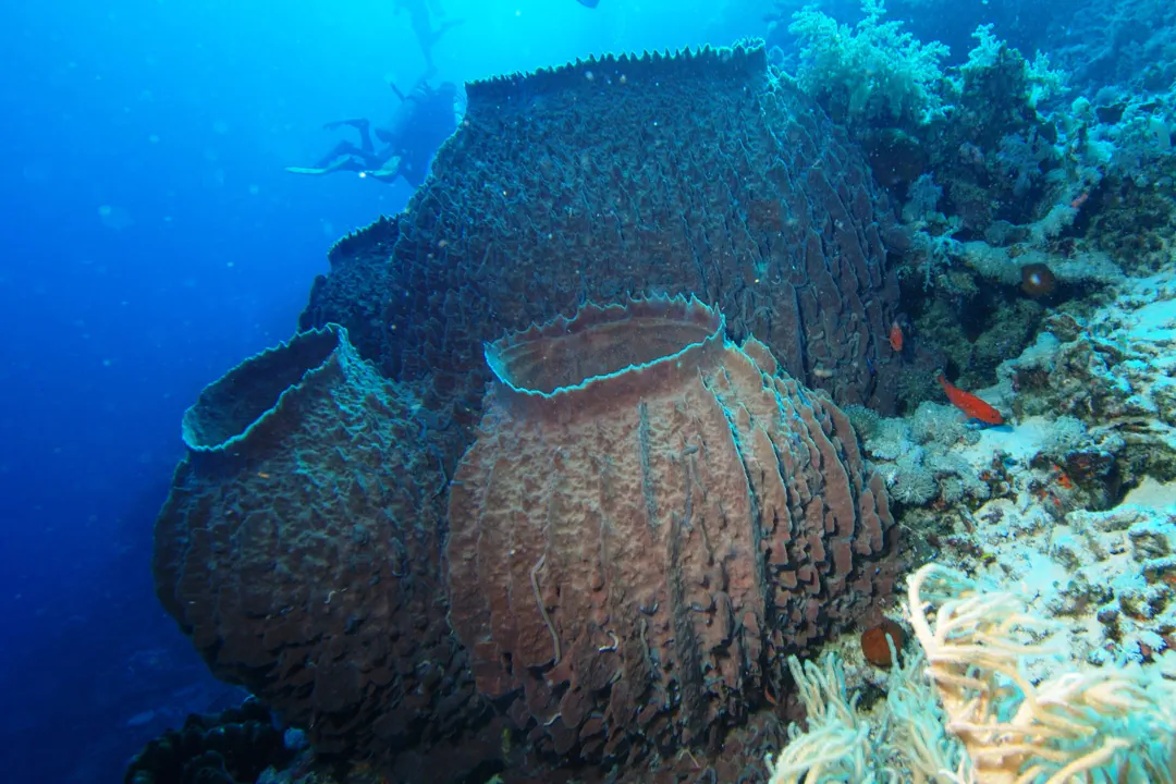 Giant Barrel Sponge