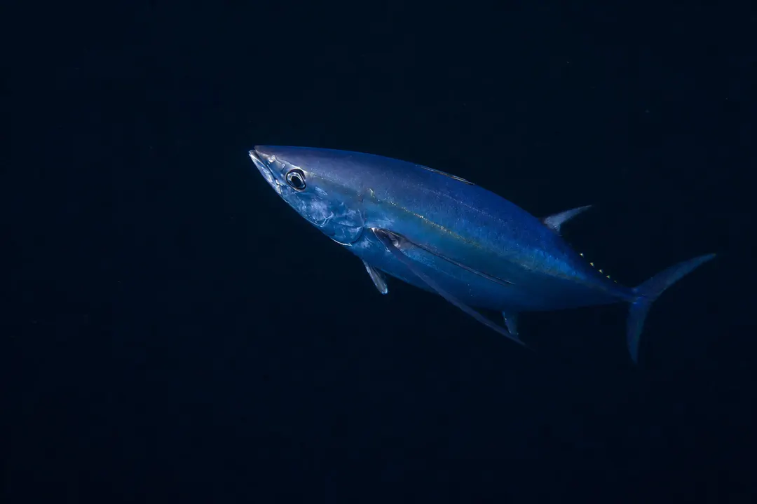 Albacore