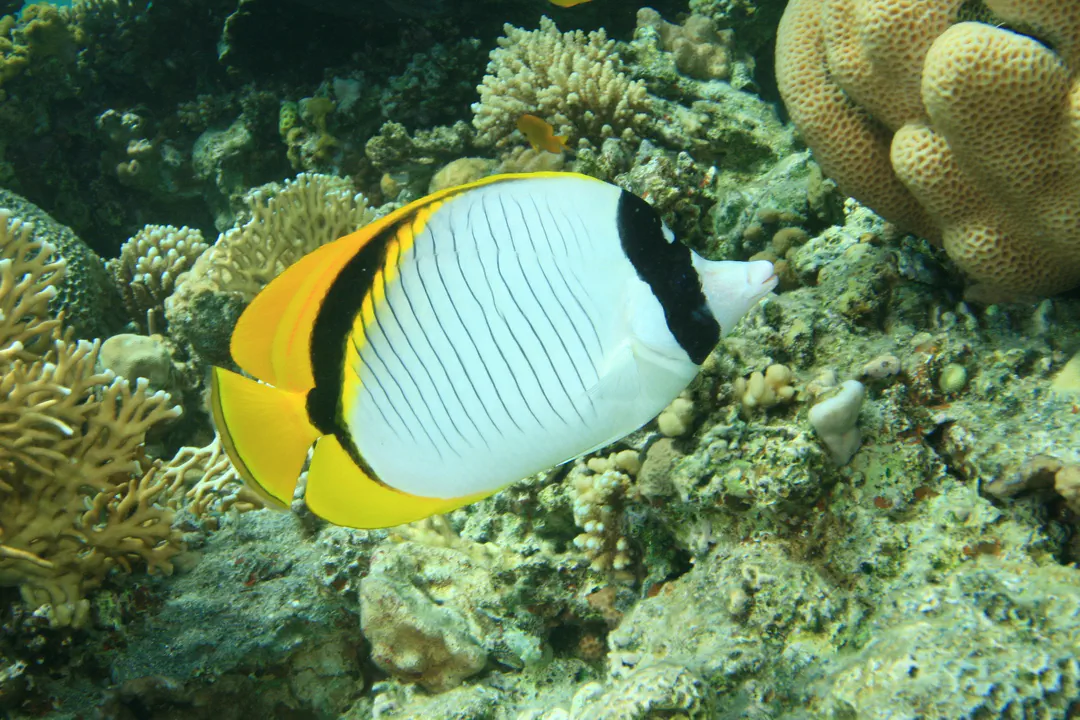 Spotnape Butterflyfish (Chaetodon oxycephalus)
