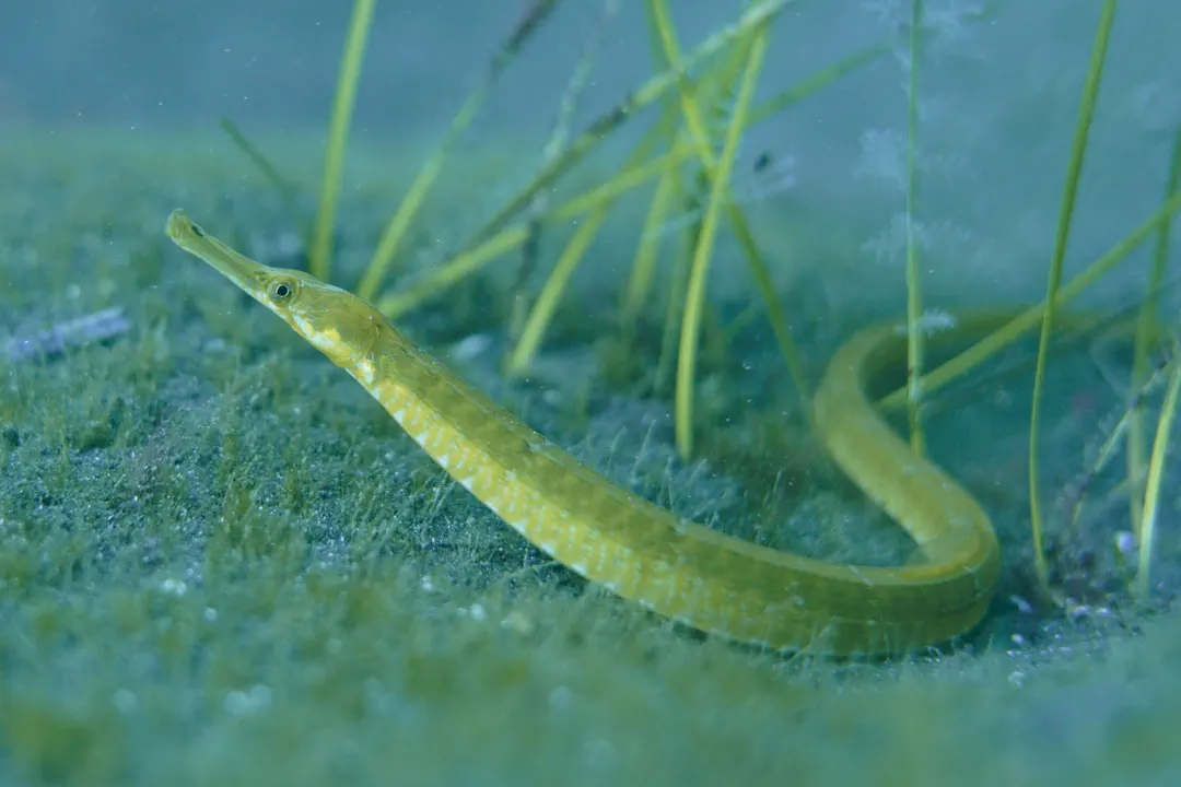 Greater Pipefish (Syngnathus acus)